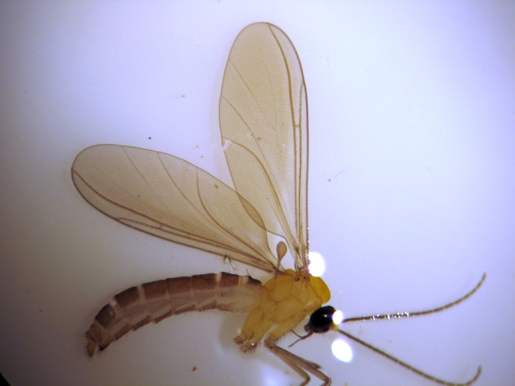 Ohakuneinae