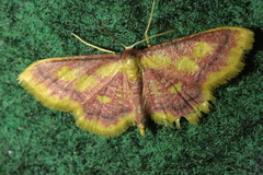 Idaea muricata