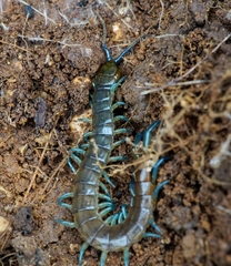 Scolopendra dalmatica
