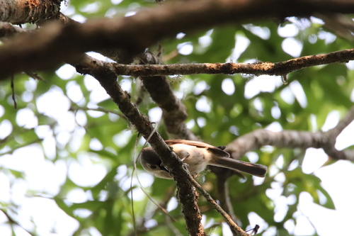 Baeolophus bicolor image