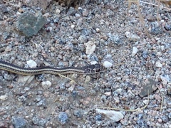 Masticophis taeniatus taeniatus