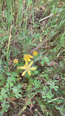 Triteleia ixioides