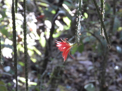 Disocactus speciosus