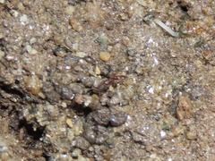 Ponera pennsylvanica