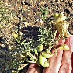 Astragalus wootonii
