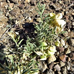 Astragalus wootonii