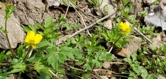 Ranunculus hispidus nitidus