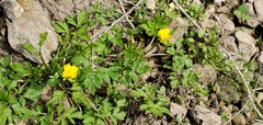 Ranunculus hispidus nitidus