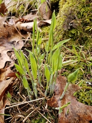 Oryzopsis asperifolia