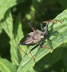 Rhynocoris erythrocnemis