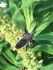 Rhynocoris erythrocnemis