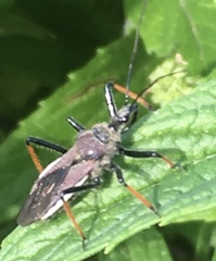 Rhynocoris erythrocnemis