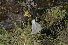 Hesperantha scopulosa