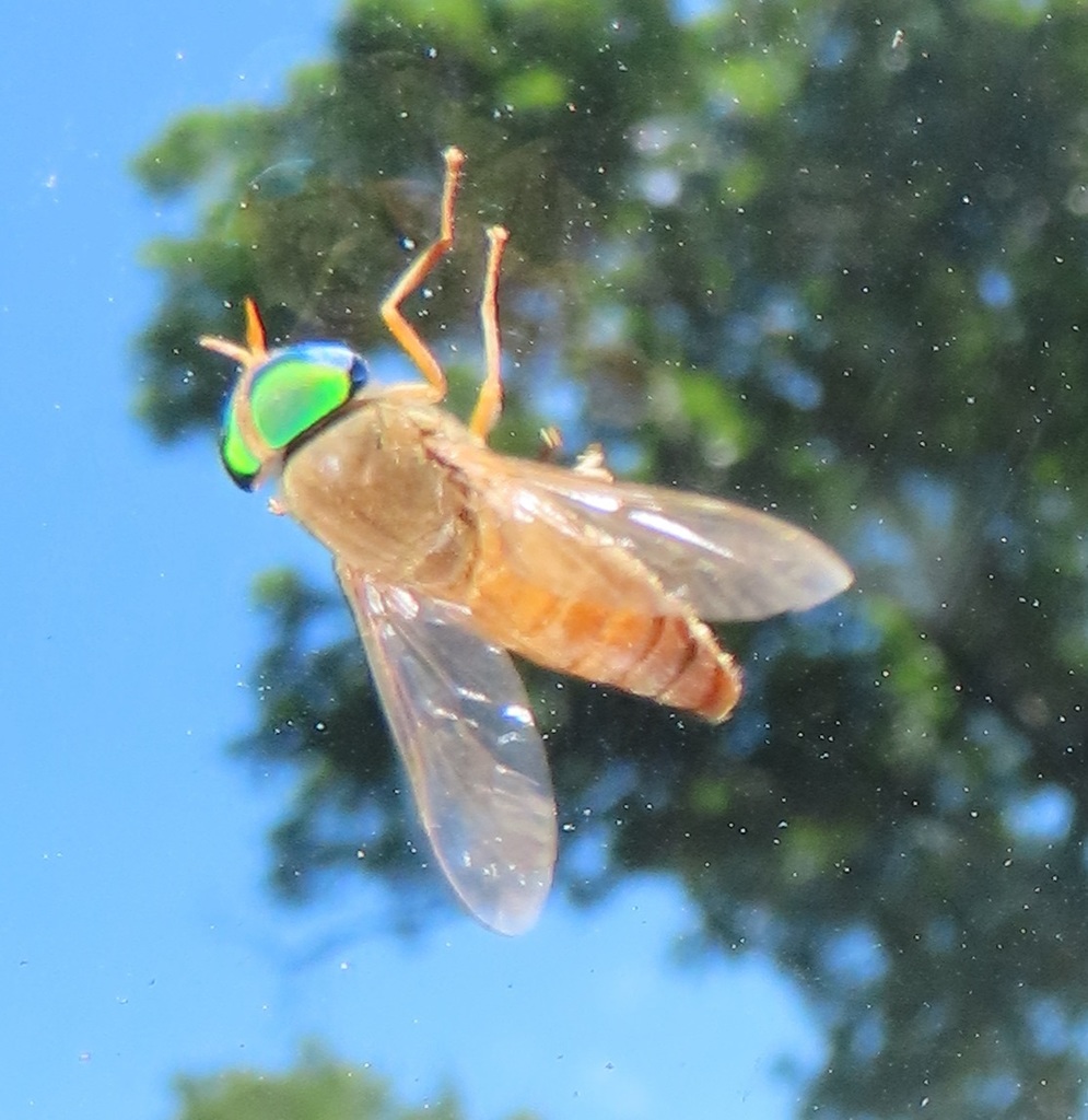 Tabanus par