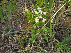 Comandra umbellata umbellata