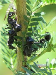 Polyrhachis gagates