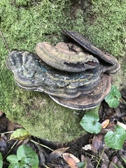 Ganoderma brownii image