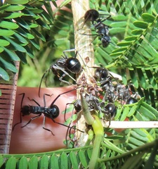 Polyrhachis gagates