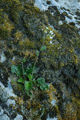 Geum cockaynei