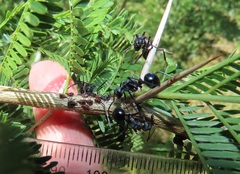 Polyrhachis gagates