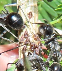 Polyrhachis gagates