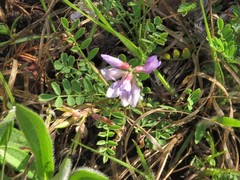 Astragalus distortus