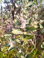 Eremanthus mollis