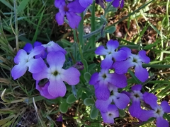 Matthiola sinuata