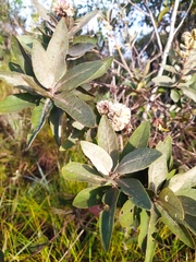 Eremanthus mollis