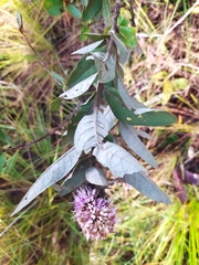 Eremanthus mollis