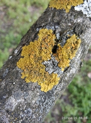 Xanthoria parietina
