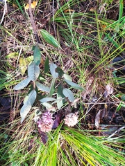 Eremanthus mollis
