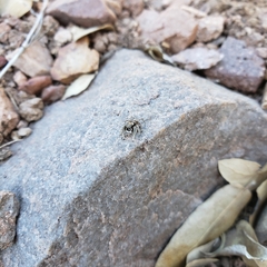 Habronattus gilaensis