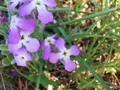 Matthiola sinuata