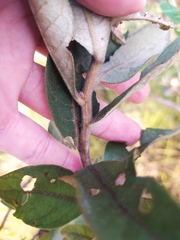 Eremanthus mollis