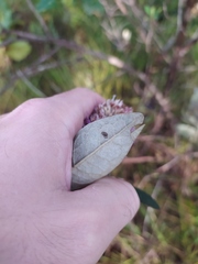 Eremanthus mollis