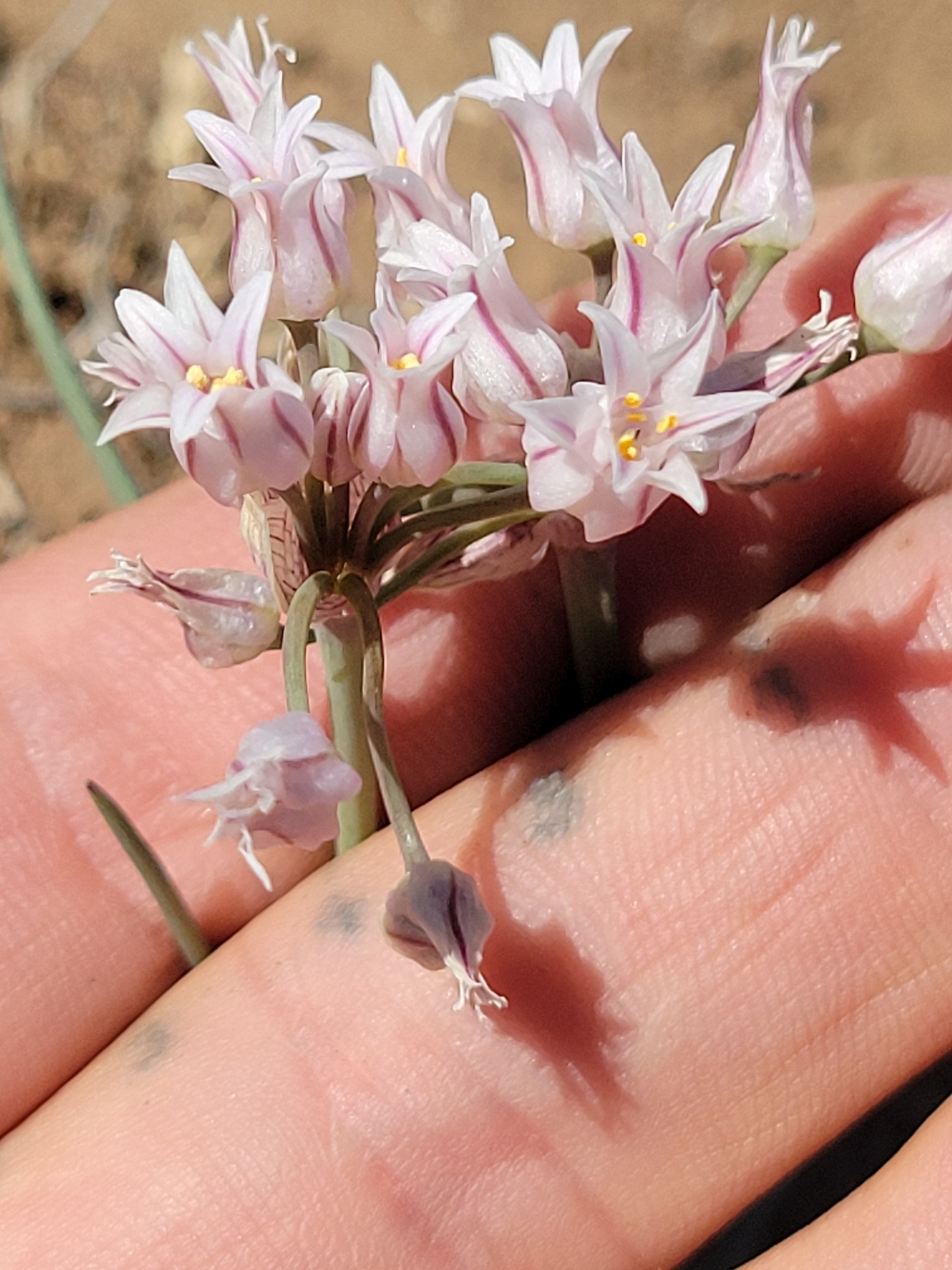 Allium perdulce var. sperryi