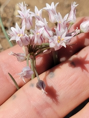 Allium perdulce sperryi