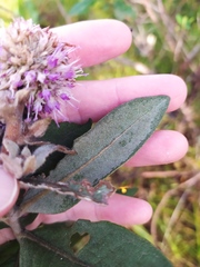 Eremanthus mollis