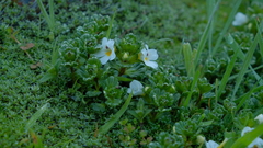 Euphrasia petriei