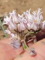 Allium perdulce sperryi