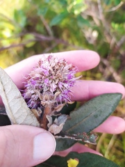Eremanthus mollis