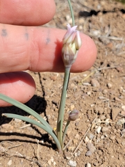 Allium perdulce sperryi