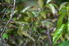 Rhyothemis obsolescens