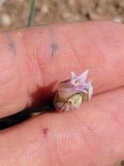 Allium perdulce sperryi