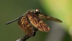 Rhyothemis obsolescens