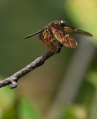 Rhyothemis obsolescens