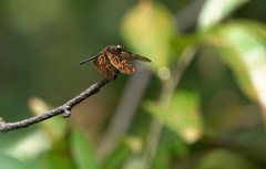 Rhyothemis obsolescens