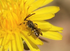 Nomada flavoguttata