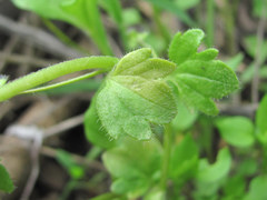 Peronospora arvensis